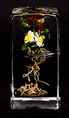 Paul Stankard Signed Hand Blown Glass Paperweight Sculpture Root People with White Flowers and Red Berries