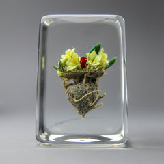 Glass Paperweight Fine Art Blossoming White Lillys from a Rooted Bulb Signed 90'
