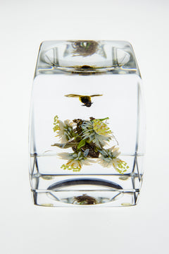 H 46 Botanical Honey Bee w/human form handmade glass