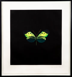 The Souls on Jacobs Ladder Take Their Flight Green Butterfly 07"