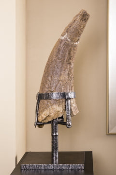 Brow Horn Hell Creek Formation Dinosaur 32" long 100% Auth.