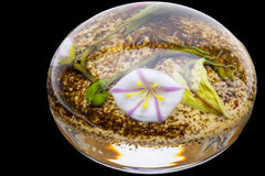 Paul Stankard Environmental Paperweight I Signed Hand Blown Glass Sculpture