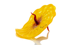 Dale Chihuly, Bel Fiore, Signed 2005 Portland Press Hand Blown Glass