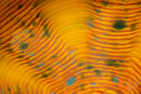 Dale Chihuly Desert Yellow Macchia Signed 2006 Handblown Glass Sculpture