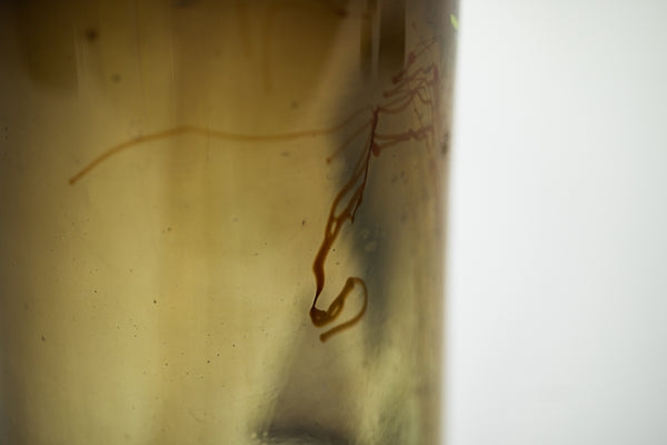 Dale Chihuly Indian Blanket Cylinder 1976 12” Signed Hand Blown Glass