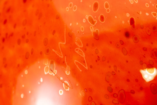 Dale Chihuly Red-Orange and Violet Ikebana 2001 Signed Large 36x32 Handblown Glass