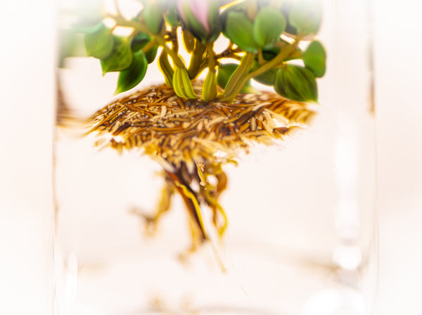 Paul Stankard Floating Peony Botanical Signed 1981 Handblown Glass