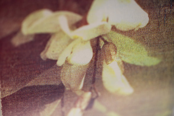 Robert Rauschenberg Flirt 1979 Signed Screenprint Edition of 100