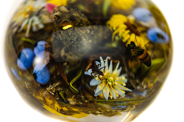 Paul Stankard and Rick Ayotte Fertile Nectar Signed Hand Blown Glass Round Paperweight with Frog, Bee