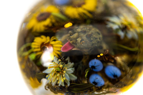 Paul Stankard and Rick Ayotte Fertile Nectar Signed Hand Blown Glass Round Paperweight with Frog, Bee