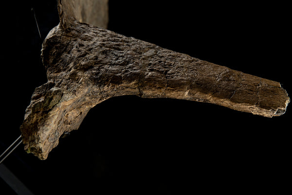 Rare Prehistorical Triceratops Horn, Dinosaur Fossil, Archeological Artifact