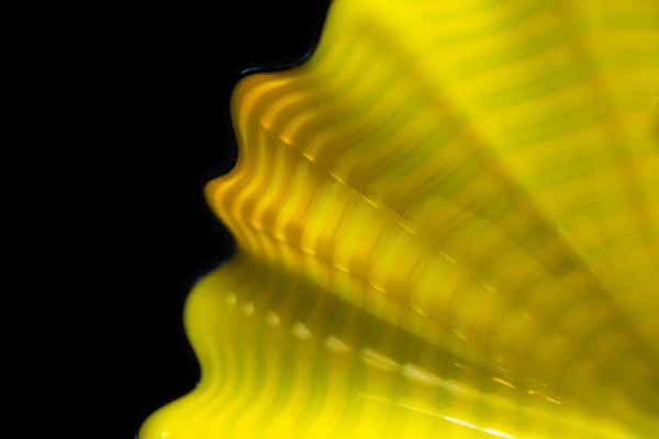 Radiant Yellow Persian Pair with Black Lip Wraps, circa 1995 — Dale Chihuly